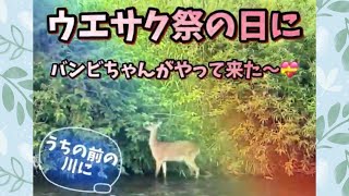 2022.5.16ウエサク祭の日にバンビが、うちの前の川にやって来た〜💝