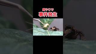 家グモの餌やりで事件発生【ハエトリグモ】