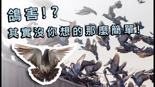 鴿害其實沒你想的那麼簡單! ? 台灣鳥害防治中心|乾淨|衛生|病菌|外牆|女兒牆|頂樓|高處|圍欄|欄杆|安裝防鳥網|鳥類群聚|高空作業|排泄物|吵雜|野放|養鴿舍|賽鴿|鳥害問題|社區大樓|工廠廠房