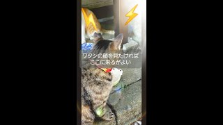 【猫動画】にゃんこ神社(栃木県佐野市唐沢山神社)