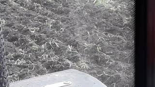 Vogeltje op maisland tijdens onder werken vaste mest en groenbemester