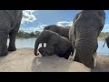 So Much Activity at the Elephant Waterhole! With Timisa, Khanyisa, the Older Females & Fishan