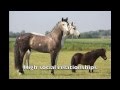 Horse Instinct: The ABC of the brain explained