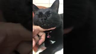 あごをなでなでblack-cat【猫動画】黒猫バロン