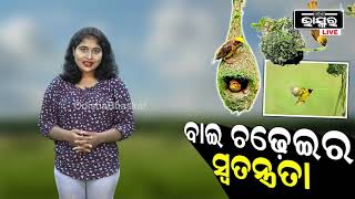 ବିଲୁପ୍ତ ହେବାରେ ଲାଗିଛନ୍ତି ବାଇ ଚଢ଼େଇ । ହେଲେ ଜାଣନ୍ତି କି କିଏ ତିଆରି କରେ ତା' ବସା?