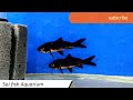 Exotic discus fishes and new stock | Sai fish Aquarium |Nanded Maharashtra|