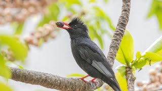 紅嘴黑鵯 Black Bulbul