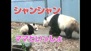 上野動物園シャンシャン\u0026シンシンお散歩香香2月22日giantPandaXiang Xiangパンダ