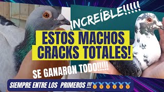 Lo ayudaron a ser CAMPEÓN!!! PALOMAS MENSAJERAS. Colombofilia