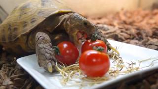 プチトマト食べれるかな？