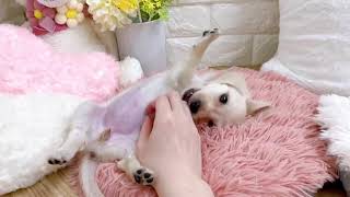 【ペットショップ犬の家＆猫の里長浜店＊140989＊ダックス♀②】