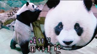 圓仔姐姐打食超悠哉，沒人搶食就是可以慢慢來|熊貓貓熊The Giant Panda Yuan Yuan and Yuan Bao|台北市立動物園