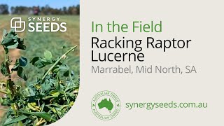 Raptor Lucerne racking rows Dorm 6, Marrabel, Mid North, SA - Synergy Seeds Australia