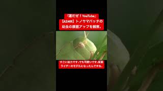 【ASMR】トノサマバッタの幼虫の顔面アップを観察。 #sdgs #虫の音 #クワガタ #asmr #昆虫 #ミヤマクワガタ #asmrsounds #insects #オオクワガタ #locusts