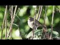 heggenmus dunnock heckenbraunelle accenteur mouchet