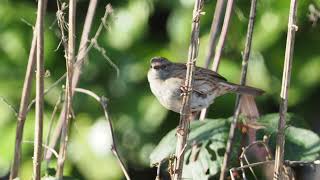 Heggenmus, Dunnock, Heckenbraunelle, Accenteur mouchet