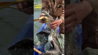 Fish fishing | Catching Fish | Hunting Fish From Hole Using Hook #0054