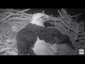 AEF NEFL Eagle Cam 1-30-20: Another Windy Night