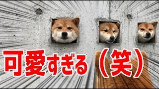 【海外の反応】衝撃！柴犬！日本で見つけた可愛すぎる3匹の柴犬に海外悶絶「何これ、可愛すぎる（笑）」【日本人も知らない真のニッポン】