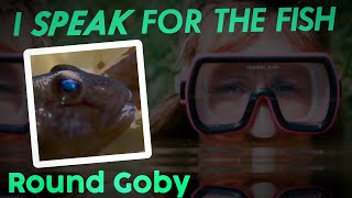 How the Round Goby Changed the Great Lakes - I Speak for the Fish - Great Lakes Now - Web Series