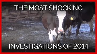 The Most Shocking Investigations of 2014