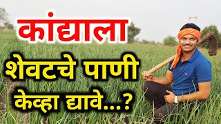 कांद्याला शेवटचे पाणी केव्हा द्यावे / kandyala shevtche Pani kevha dyave