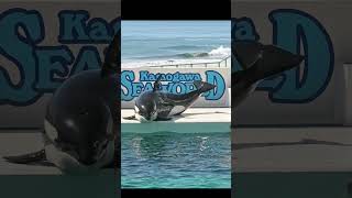 ランちゃん、ステージ上でダンス、kamogawa  SEAWORLD   #shorts