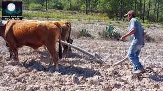 Barbechando la tierra con yunta 🐮🐮🐮🐮🐮🐮🐮