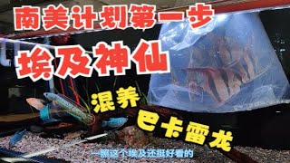 去鱼友家取埃及神仙回来混养巴卡雷龙！南美计划第一步，巴卡雷龙大战埃及神仙！