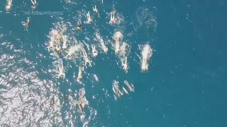 Hawaii spinner dolphins harassed by 33 swimmers in Honaunau Bay