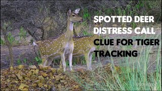 Spotted Deer Alert Call - Ranthambore National Park