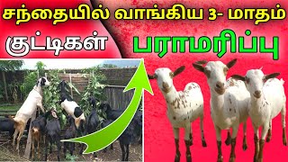 சந்தையில் ஆடு வாங்க போறீங்களா🔥நான் சொல்வவதை கேளுங்கள்🙏முழு பராமரிப்பு வீடியோ🙏#psfarmers #goatfarming