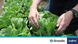 Orondis Benefits in Lettuce