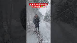 눈 쌓인 나무 함부로 차면 안되는 이유 A Snowfall Moment: Kicking the Tree with My Daughter