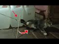 Trapping Stray Cats at Home || The Cat Who Often Eats Chicks