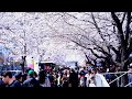 BUNGA SAKURA - INDAHNYA MUSIM SEMI DI KOREA - TAMAN SUNGAI HAN  YEOINARU - SOUTH KOREA part 01