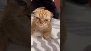 小顔マッサージ#shorts #cat #cutecat #animal #cute #cuteanimals #catcute #funnycat #猫 #猫動画