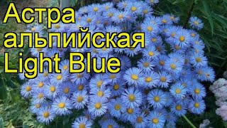 Астра альпийская Лайт блю. Краткий обзор, описание характеристик aster alpinus Light Blue