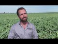 growing and eating artichokes america s heartland