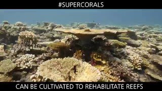 Are super corals the key to saving reefs?