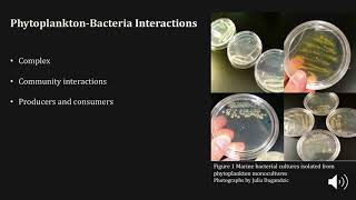 Interaction and Vitamin Exchange in Marine Microbial Communities