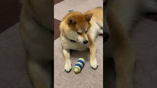 眠いのを認めない柴犬【どん】