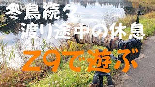 【Nikon Z9】渡り鳥🦆が羽休めで飛来する池へ様子見にGo❗【600mm f/4E】