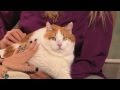 Anderson and Kristen Johnston Meet Meow, the 37-lb Cat