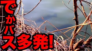 【バス釣り】続編！遂に山上湖春バス祭り開催か！？デカバス多発緊急レポート！！