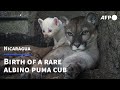 Rare albino puma cub born in Nicaragua zoo | AFP