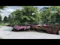 concord gardens diamond club walk through english