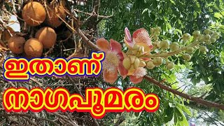 nagapoomaram | നാഗപൂമരം