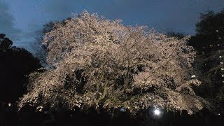 🌸[4K] 2019年3月28日 駒込「六義園」 枝垂れ桜ライトアップも大混雑