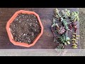 SUCCULENT ARRANGEMENT TUTORIAL / GARDENING